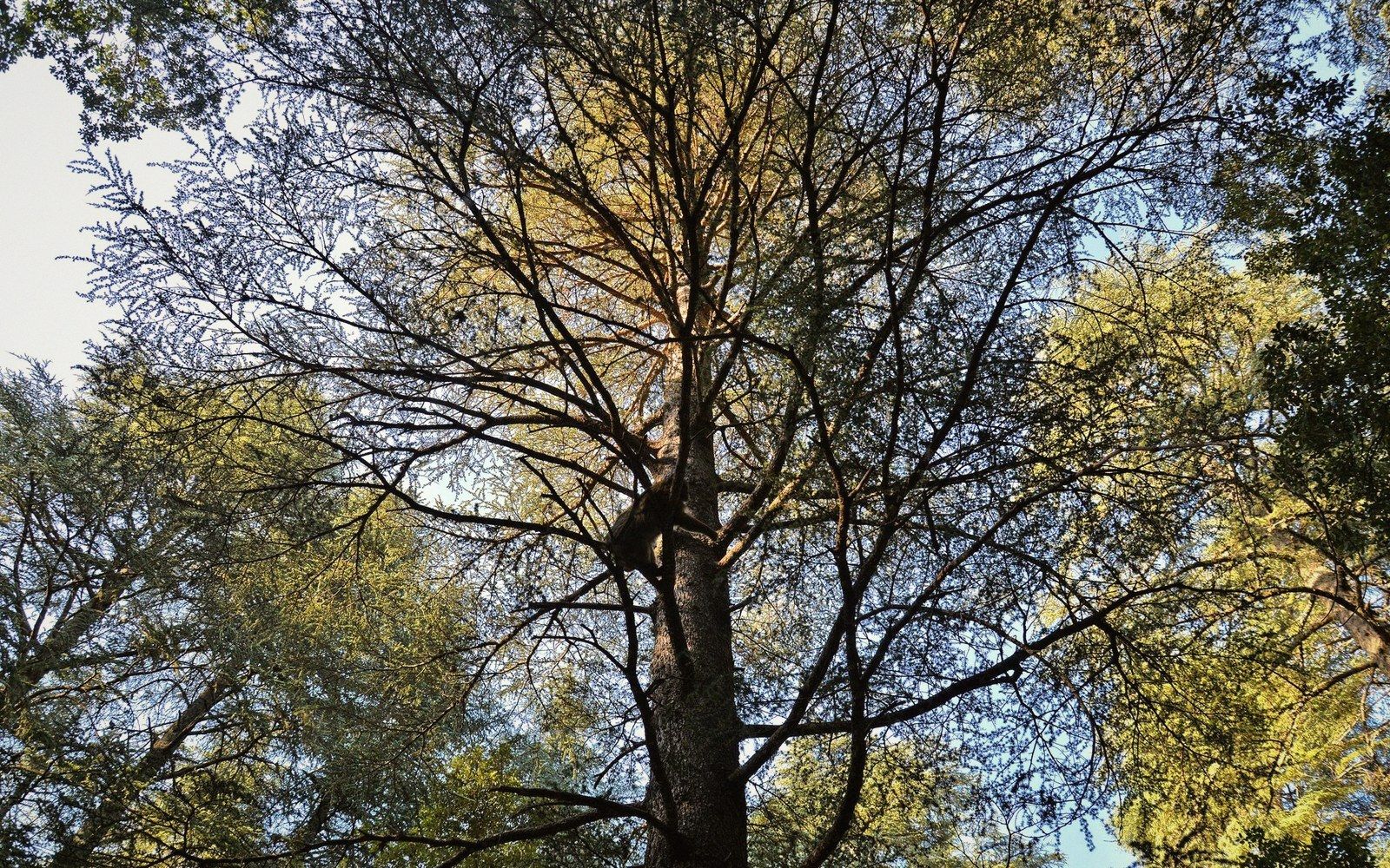 Looking straight up into a cedar tree's branching canopy against a bright sky