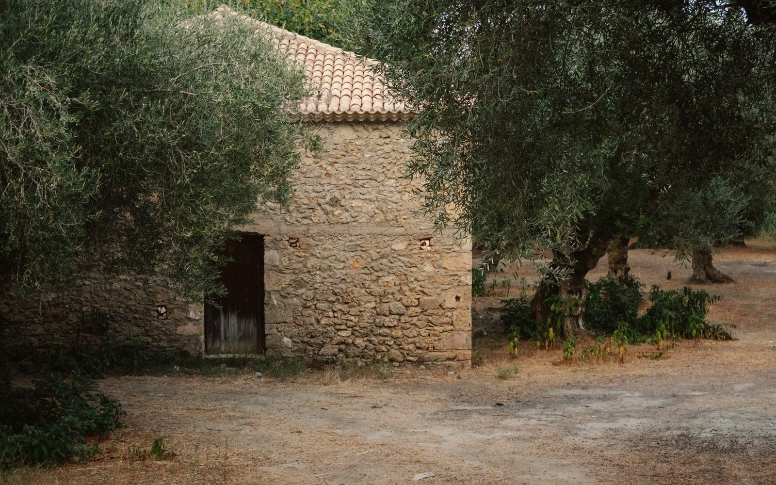 Stone building with a tiled roof stands among old olive trees