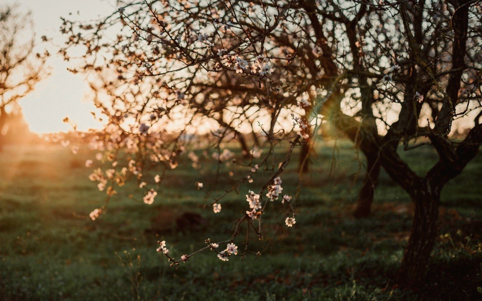 Blossoming almond tree branches silhouetted against a glowing orchard sunset