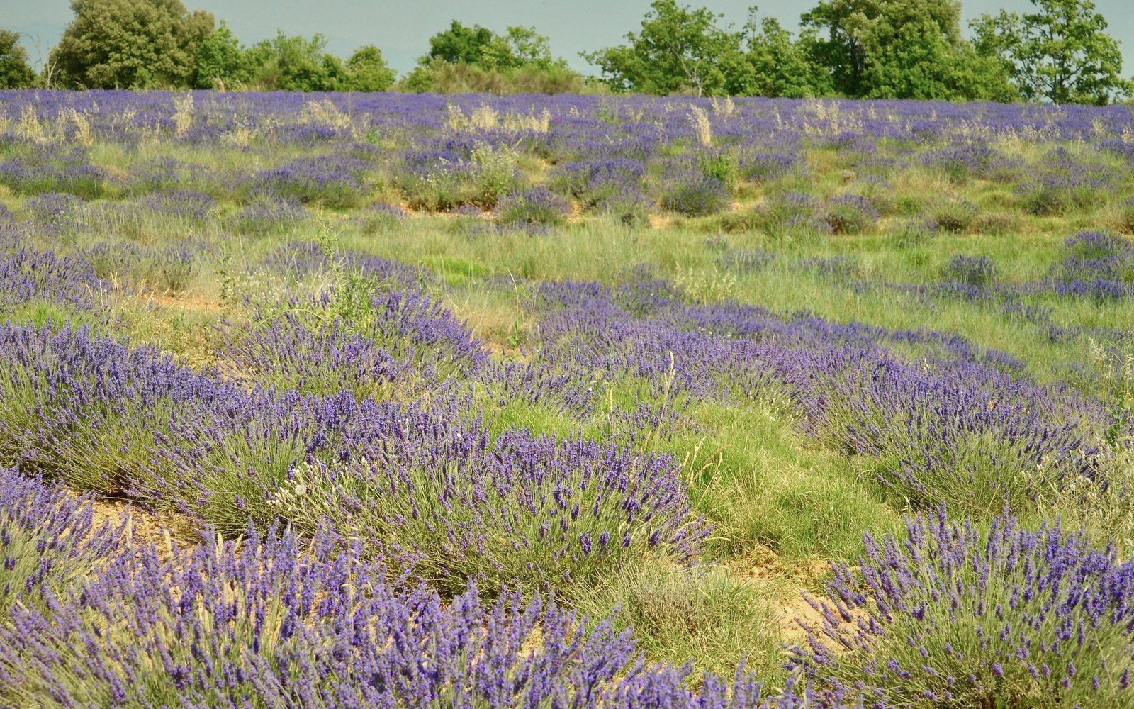 A lavender field past peak colour, stems faded to silver-grey, the Grand Luberon ridge behind