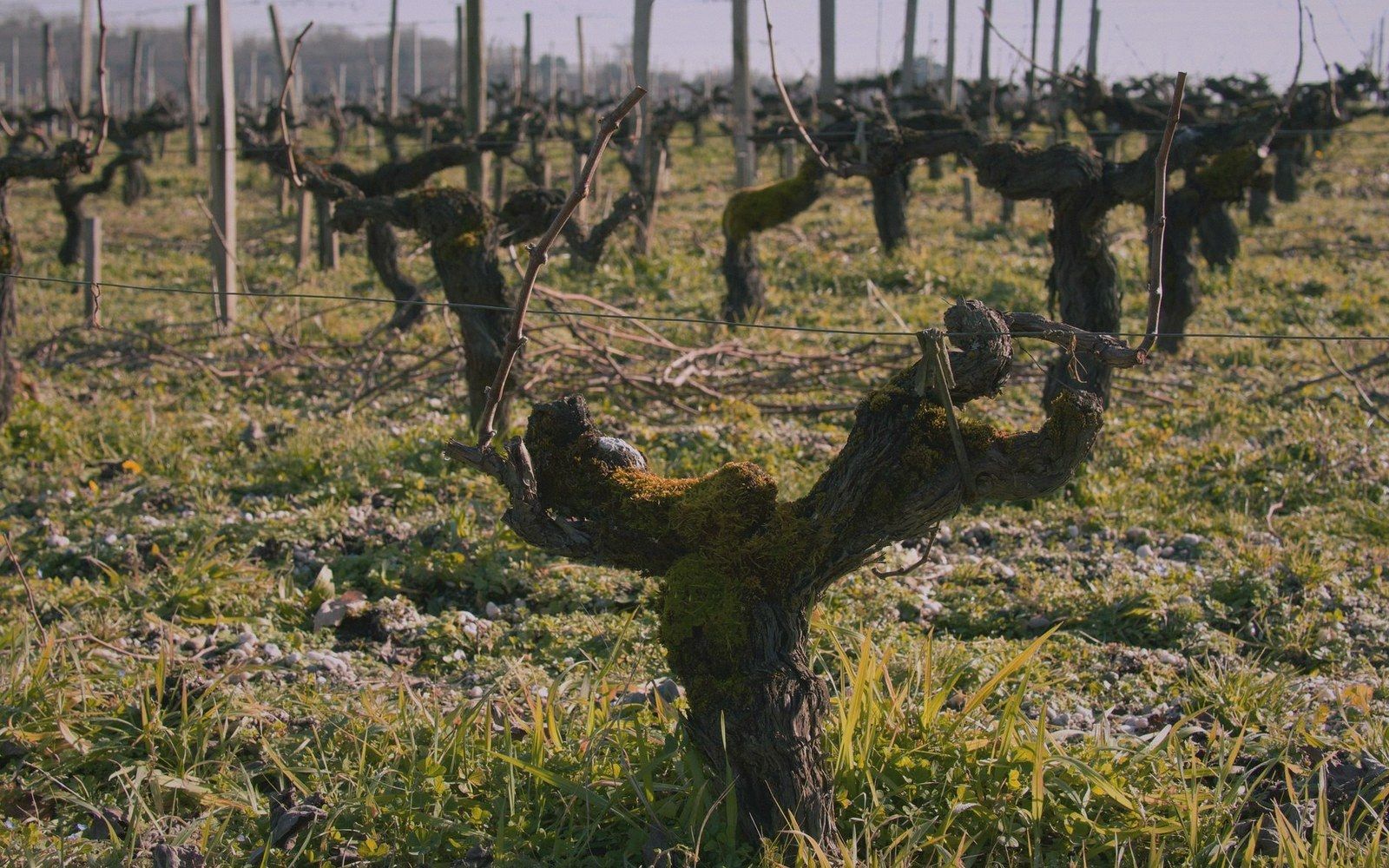 Bare winter vine rows on the southern flank of the Luberon, limestone soil exposed, grey-blue sky